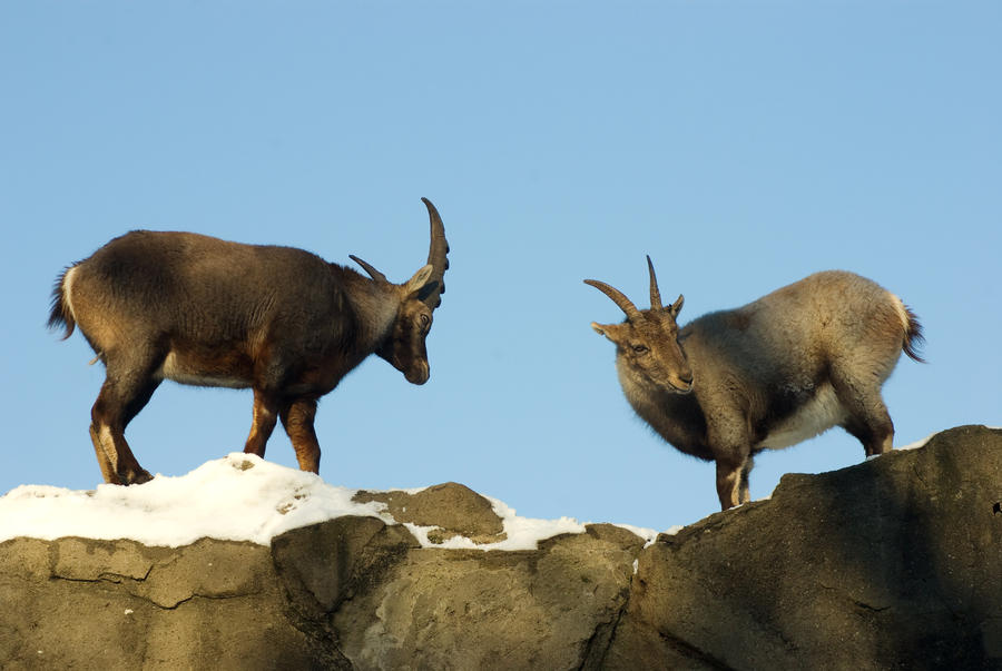 Alpine Ibex - Wrestling or courting? -5of6