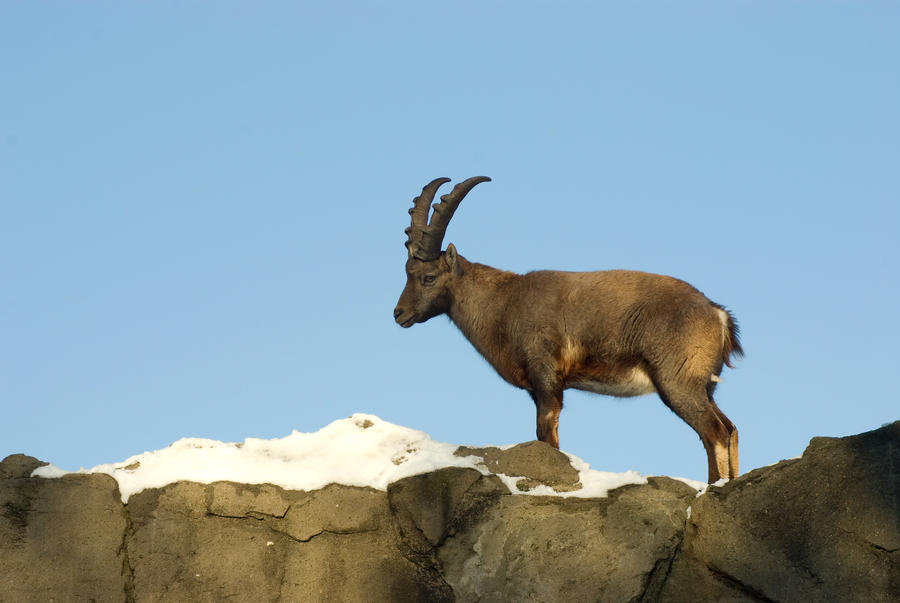 Alpine Ibex - Wrestling or courting? -6of6