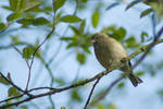 Female Chaffinch -Little song bird by steppeland