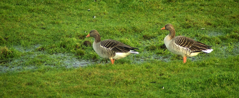 Greylag Geeze - the leading couple