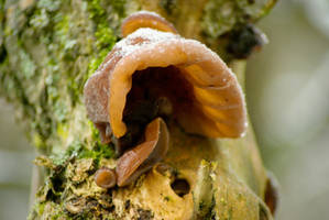 Judas's Ear on a weathered stem