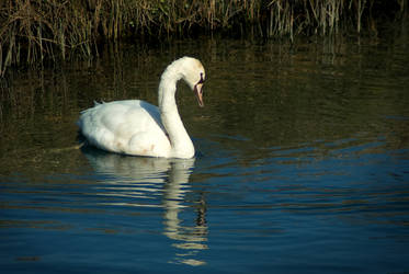 ...became a beautiful young swan...