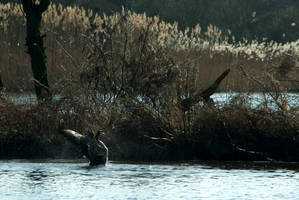 Morning shower for the Canada Goose