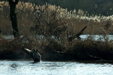 Morning shower for the Canada Goose