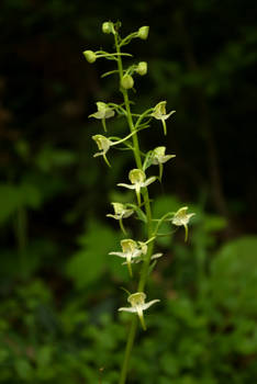 The surprising beauty of Greater Butterfly-orchid