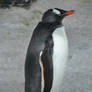 Penguin Stock