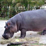 Hippopotamus Full Body Stock