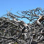 Gnarled Dead Trees Stock1
