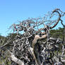 Gnarled Dead Trees Stock2