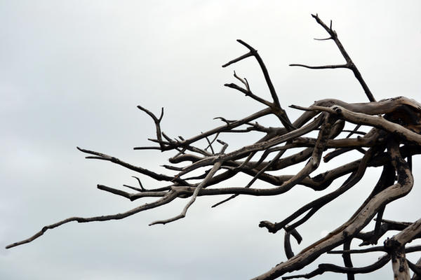 Dead Branches Stock
