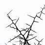 Thorns Stock