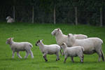 Sheep Stock