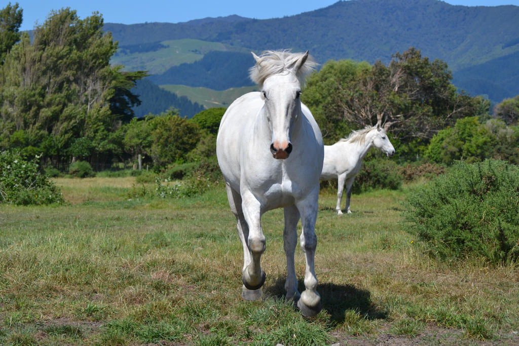 Running White Horse Frontal Stock 2