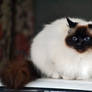 Siamese Persian (Birman) Cat Stock 1