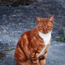 Ginger Tom Cat Stock 1