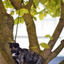 Cat In A Tree Stock