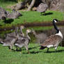 Goose and Goslings Stock