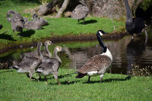 Goose and Goslings Stock by jojo22
