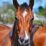 Horse Front Head Stock