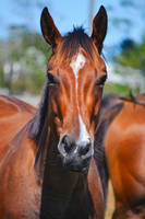 Horse Front Head Stock