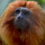 Golden Lion Tamarin 1