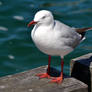 Yet Another Seagull