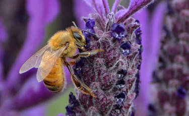 Making Lavender Honey