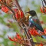 Tui on Flax