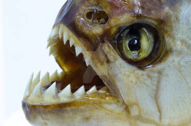 Piranha Head Close Up