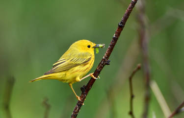 Yellow Warbler