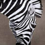 Zebra 'glazing'