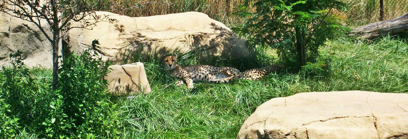 Lazy Cheetah