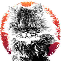 Angry cat by hamdiggy