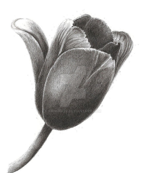 Tulip pencil drawing by ranunkel on DeviantArt