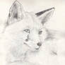 Red fox