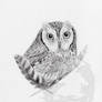 Common Scops Owl - Otus scops