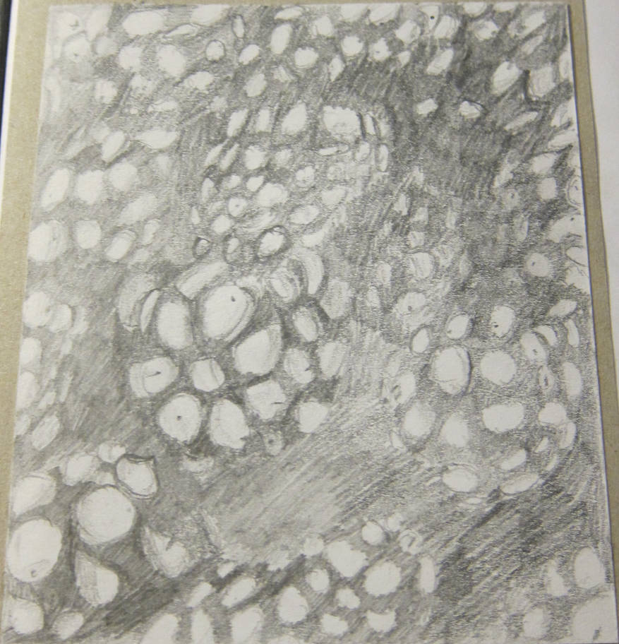 Tonal Drawing Spring Tonal drawing of ... Berries? by Rosaline4846 on DeviantArt