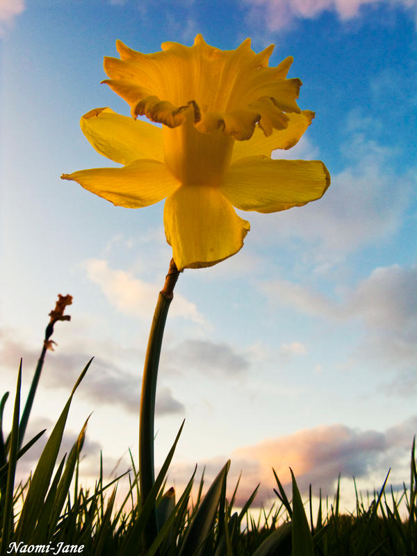 Daffodil