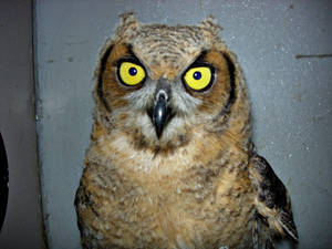 Juvinelle Great Horned Owl