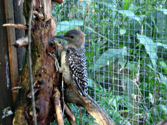 Red-bellied woodpecker