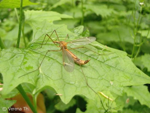 Fasnating Insects Fascinating insect by Tireth on DeviantArt