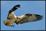 Osprey 2 by AirshowDave