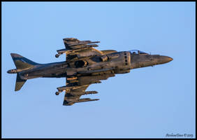 Evening Harrier