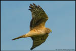 Female Northern Harrier by AirshowDave