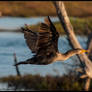 Cormorant