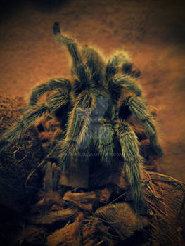 Grammostola_Rosea_04