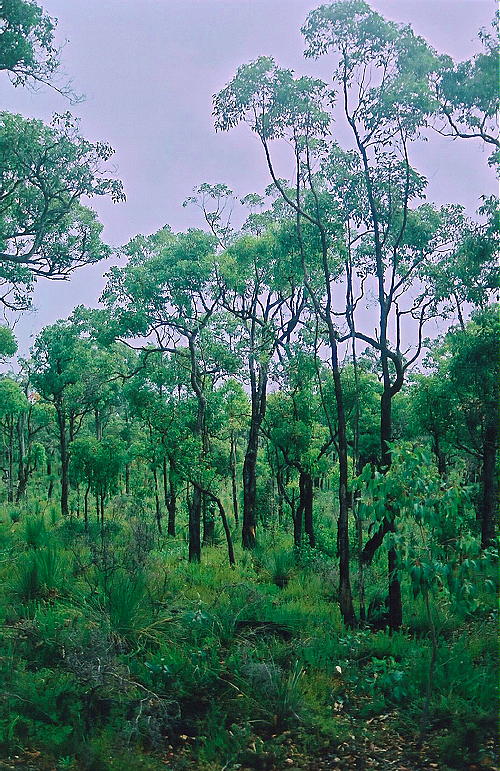 Caves Road - Green Trees