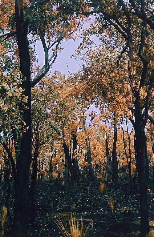 Caves Road - Orange Trees