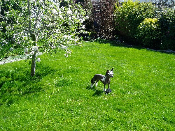 Leya and the Apple Tree