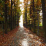 Landscape 116